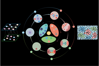 Cover art of the math onco newsletter issue 330