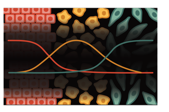 Cover art of the math onco newsletter issue 332