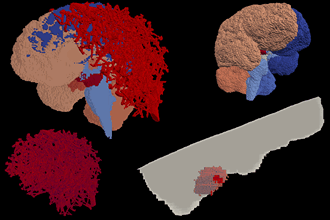 Cover art of the math onco newsletter issue 360